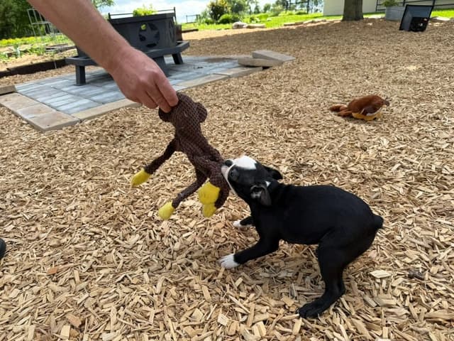Boston Terrier Puppies media 9