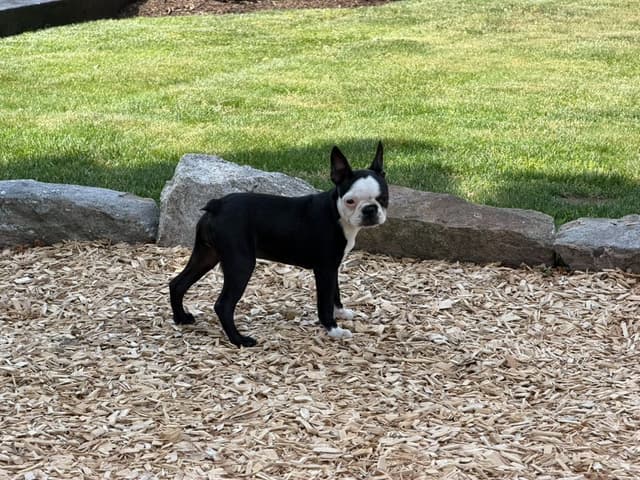Boston Terrier Puppies media 11