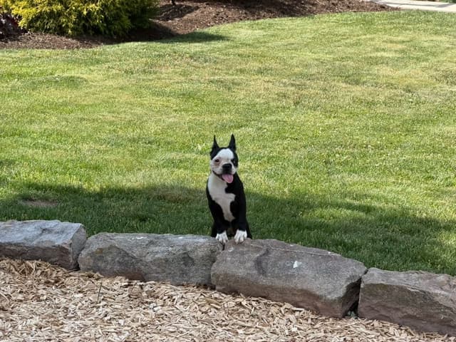 Boston Terrier Puppies media 12