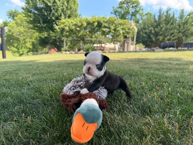 Boston Terrier Puppies media 2