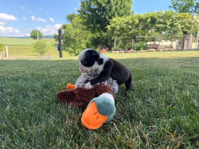 Boston Terrier Puppies media 3