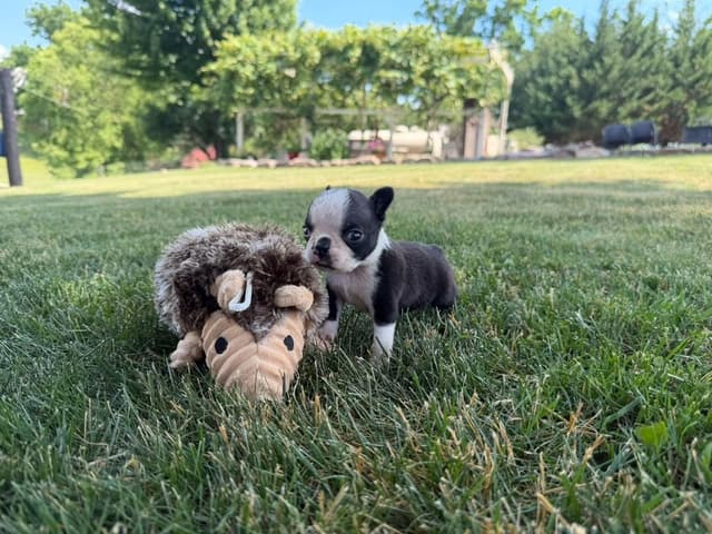 Boston Terrier Puppies media 4