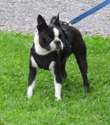Boston Terrier Puppies media 8