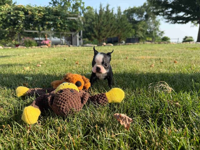 Champion Sired Boston Terrier Puppies media 2