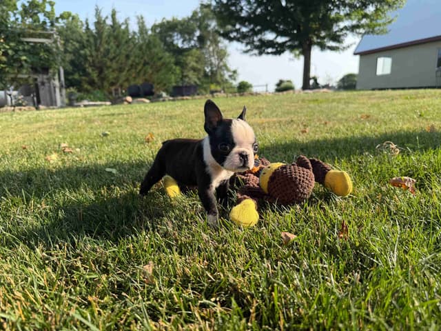 Champion Sired Boston Terrier Puppies media 5