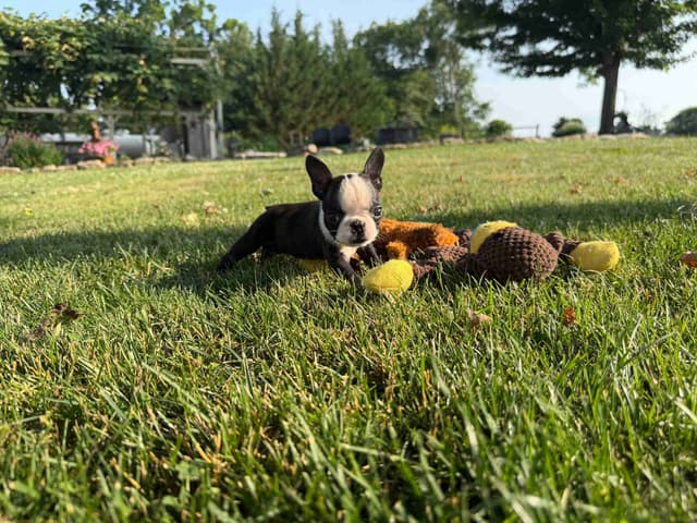 Champion Sired Boston Terrier Puppies media 6
