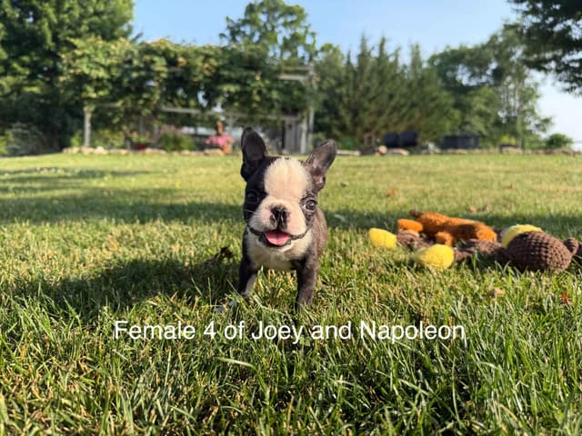 Champion Sired Boston Terrier Puppies media 4