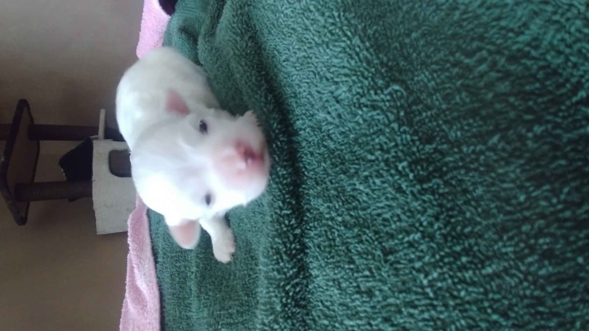 Friday 13th & 3.14 Maltese Puppies. 3 SOLD! 3 LEFT! breeder image 3