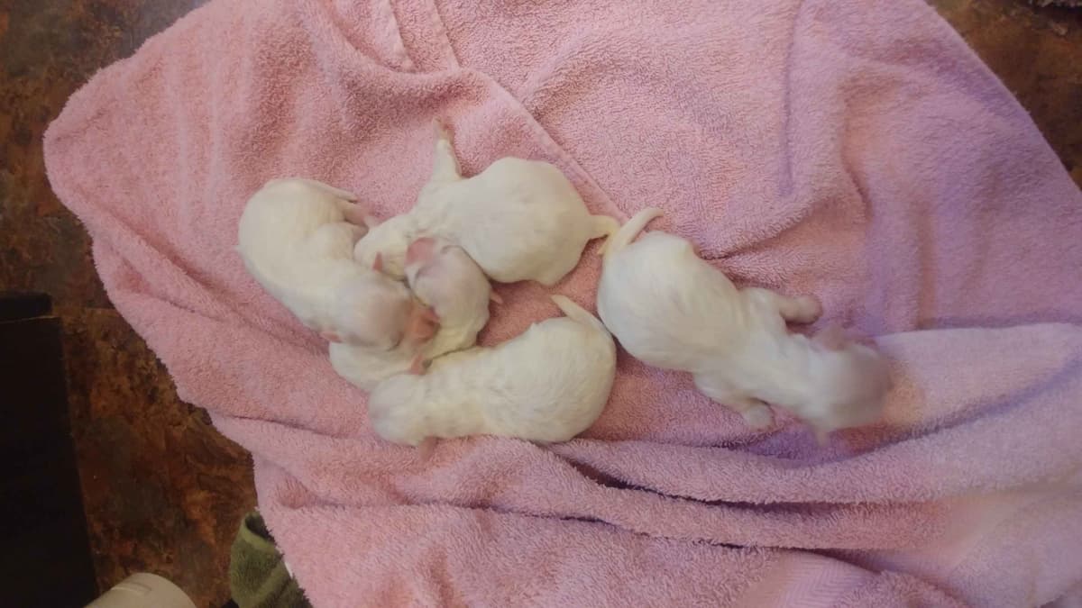 Friday 13th & 3.14 Maltese Puppies. 3 SOLD! 3 LEFT! breeder image 4