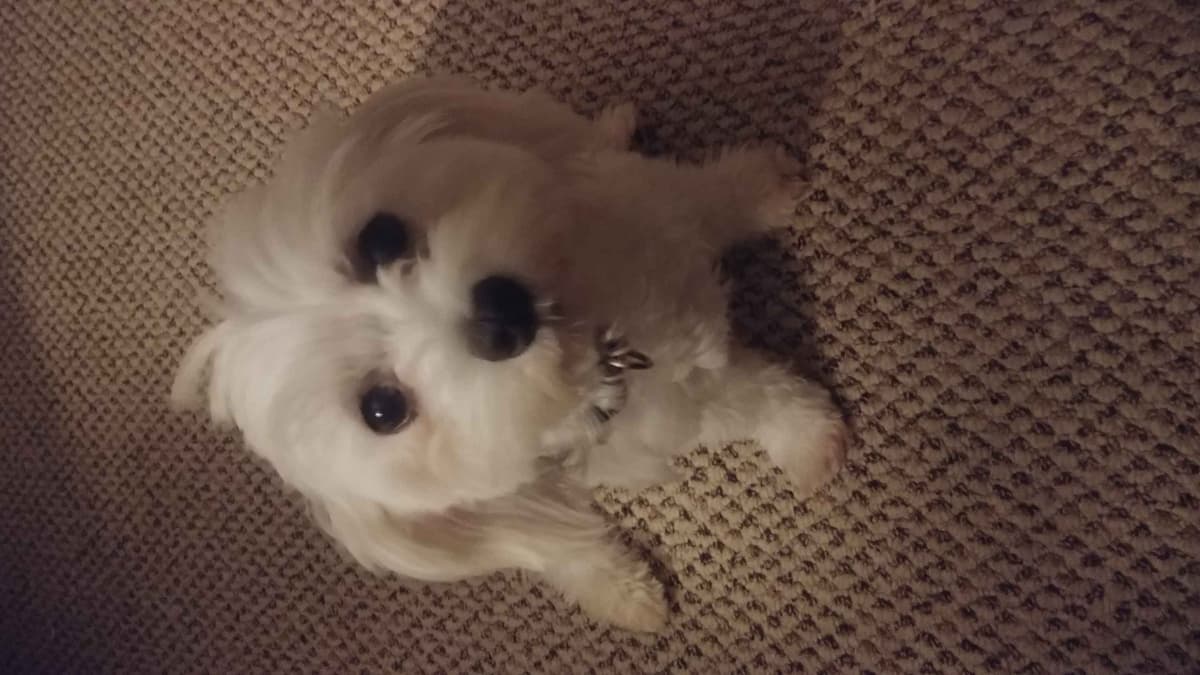 Friday 13th & 3.14 Maltese Puppies. 3 SOLD! 3 LEFT! breeder image 6