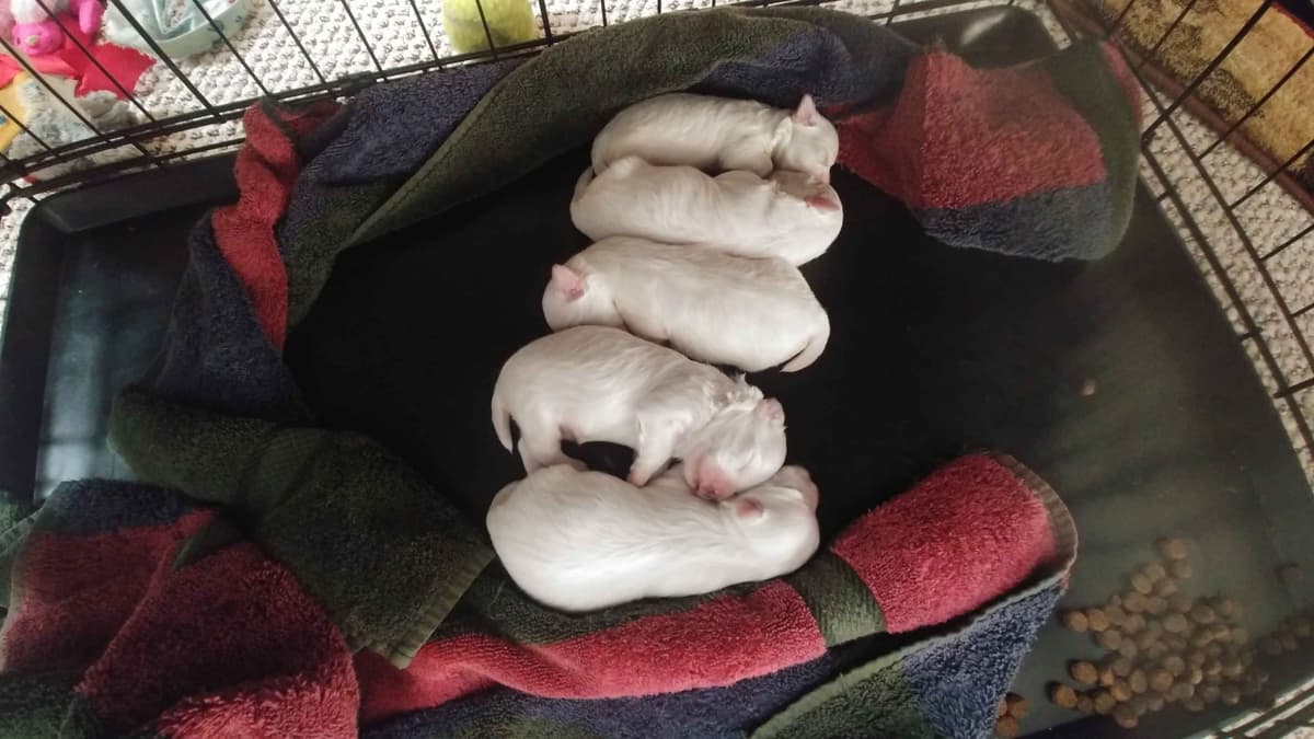 Friday 13th & 3.14 Maltese Puppies. 3 SOLD! 3 LEFT! breeder image 5