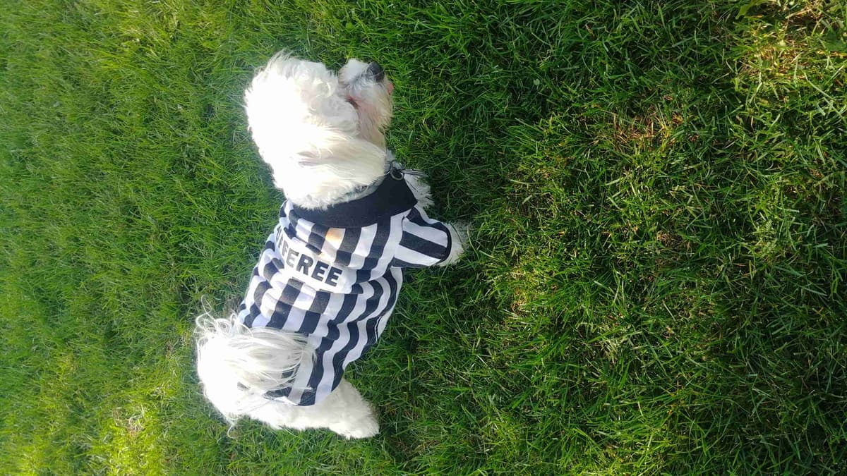 Friday 13th & 3.14 Maltese Puppies. 3 SOLD! 3 LEFT! breeder image 7