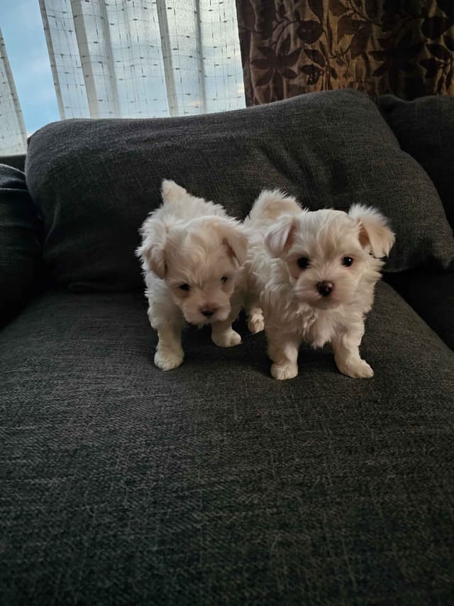 Friday 13th & 3.14 Maltese Puppies.  3 SOLD!  3 LEFT! media 2