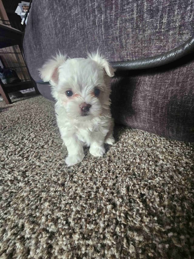 Friday 13th & 3.14 Maltese Puppies.  3 SOLD!  3 LEFT! media 3