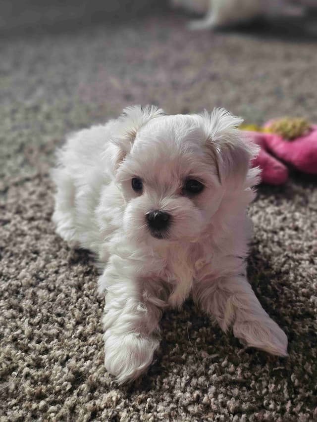 Friday 13th & 3.14 Maltese Puppies.  3 SOLD!  3 LEFT! media 4