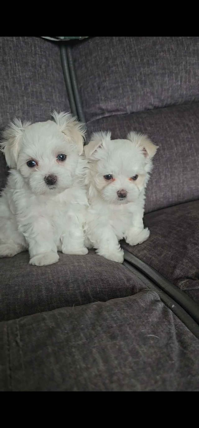 Friday 13th & 3.14 Maltese Puppies.  3 SOLD!  3 LEFT! media 5
