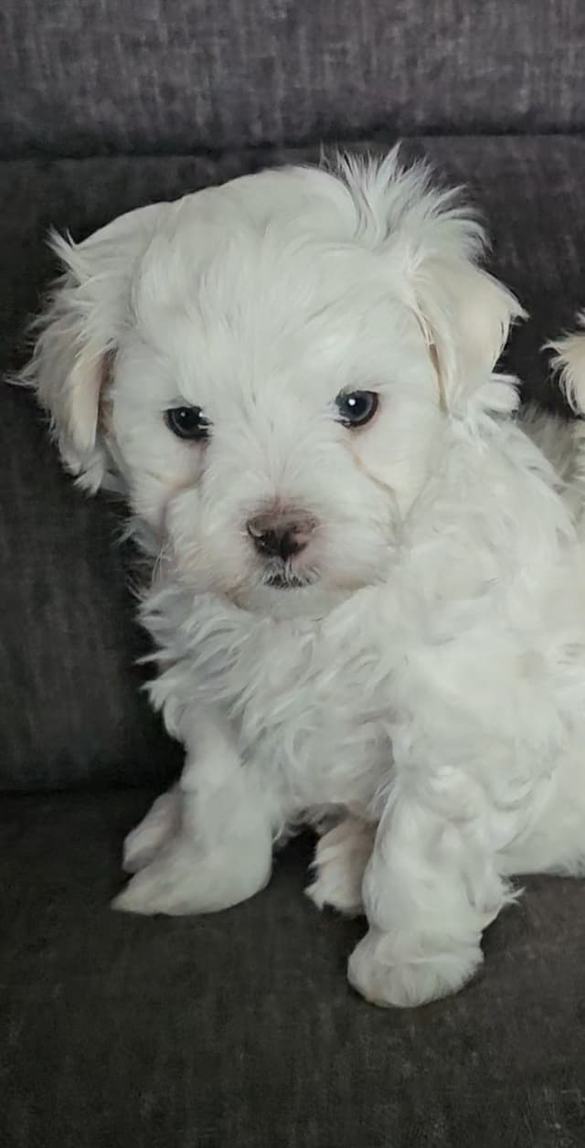 Friday 13th & 3.14 Maltese Puppies.  3 SOLD!  3 LEFT! media 6