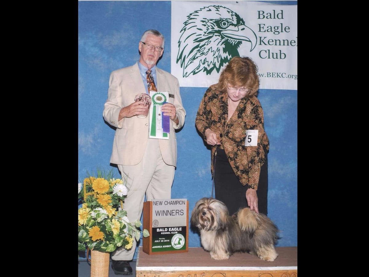 AKC Havanese Puppies - Champion lines - ready mid-August 2026 breeder image 5