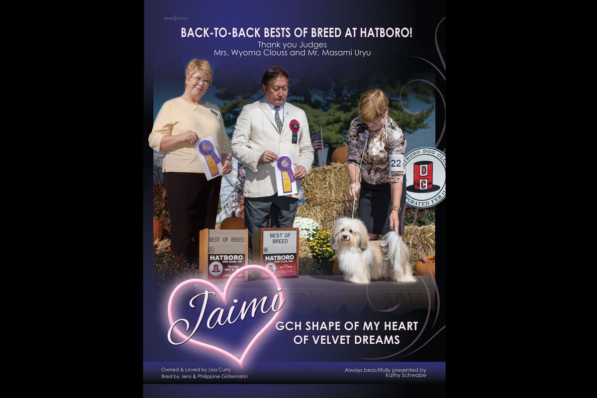 AKC Havanese Puppies - Champion lines - ready mid-August 2026 breeder image 4