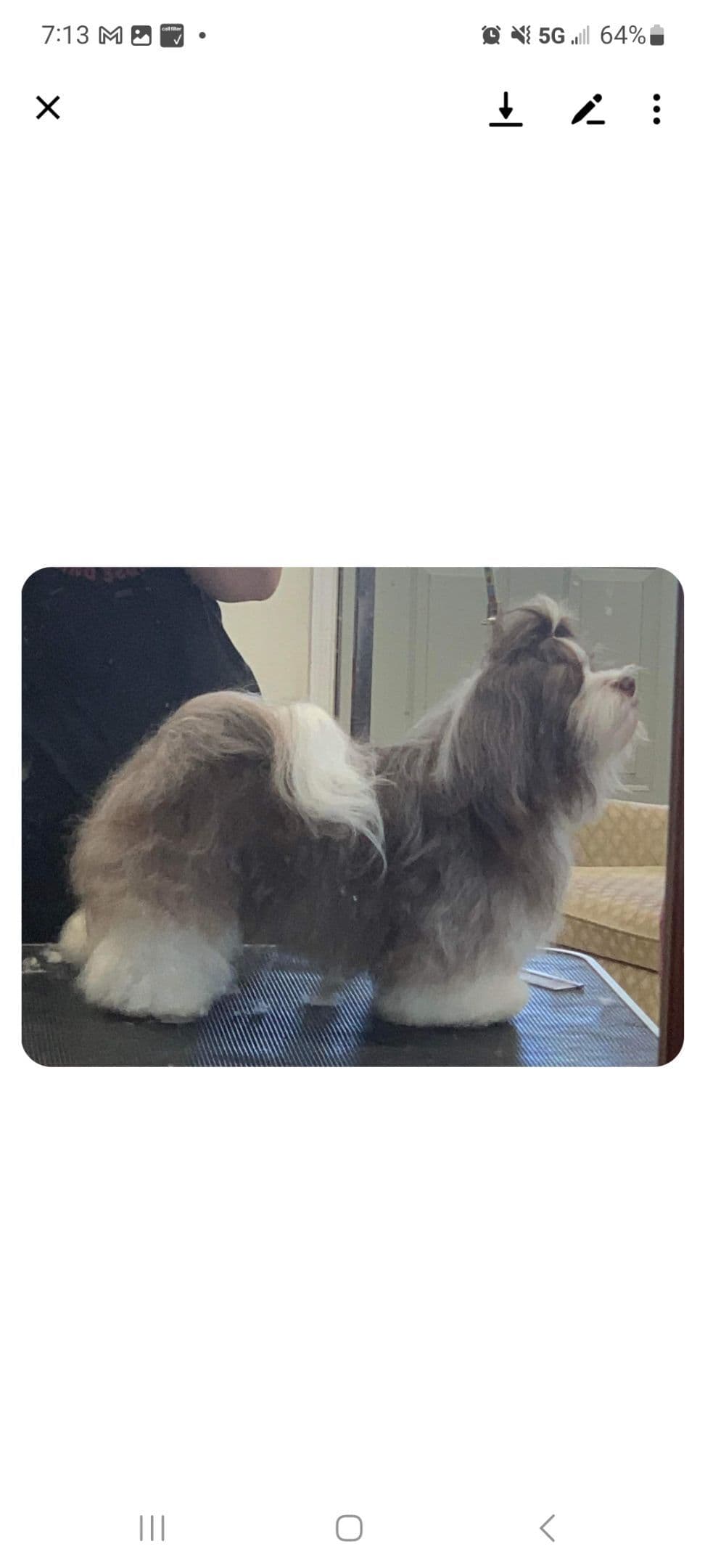 AKC Havanese Puppies - Champion lines - ready mid-August 2026 breeder image 2