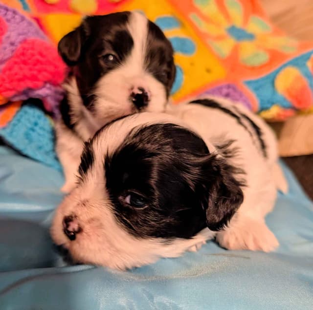 AKC Havanese Puppies - Champion lines - ready mid-August 2026 media 3