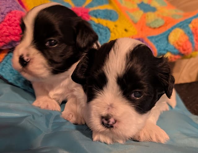 AKC Havanese Puppies - Champion lines - ready mid-August 2026 media 4