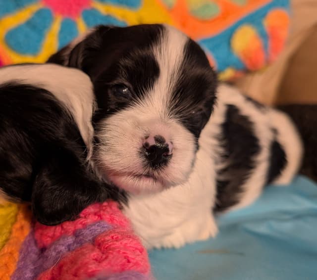 AKC Havanese Puppies - Champion lines - ready mid-August 2026 media 5