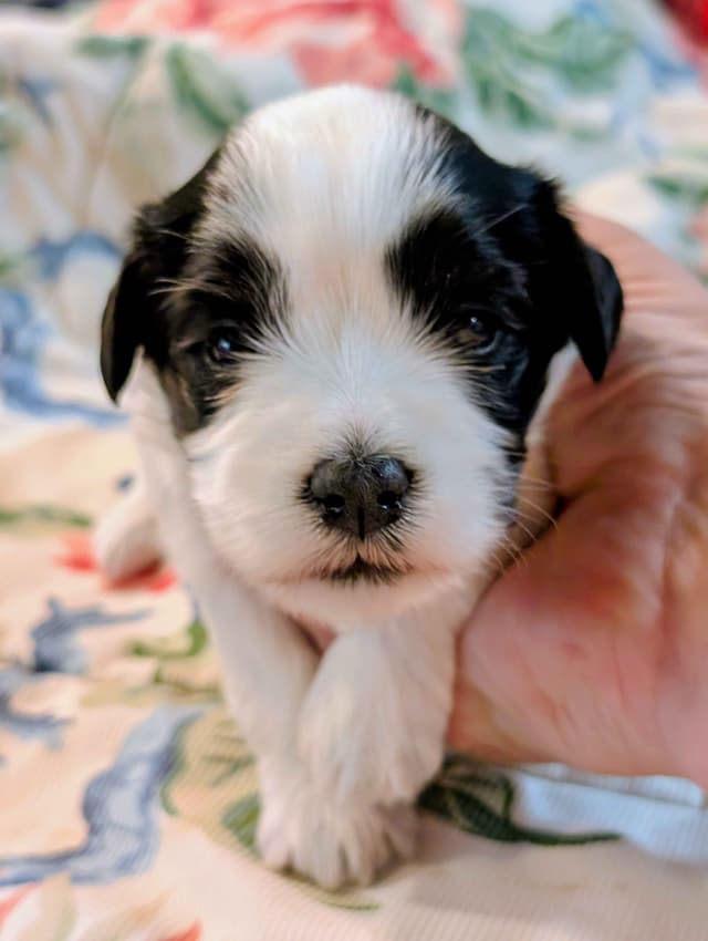 AKC Havanese Puppies - Champion lines - ready mid-August 2026 media 6