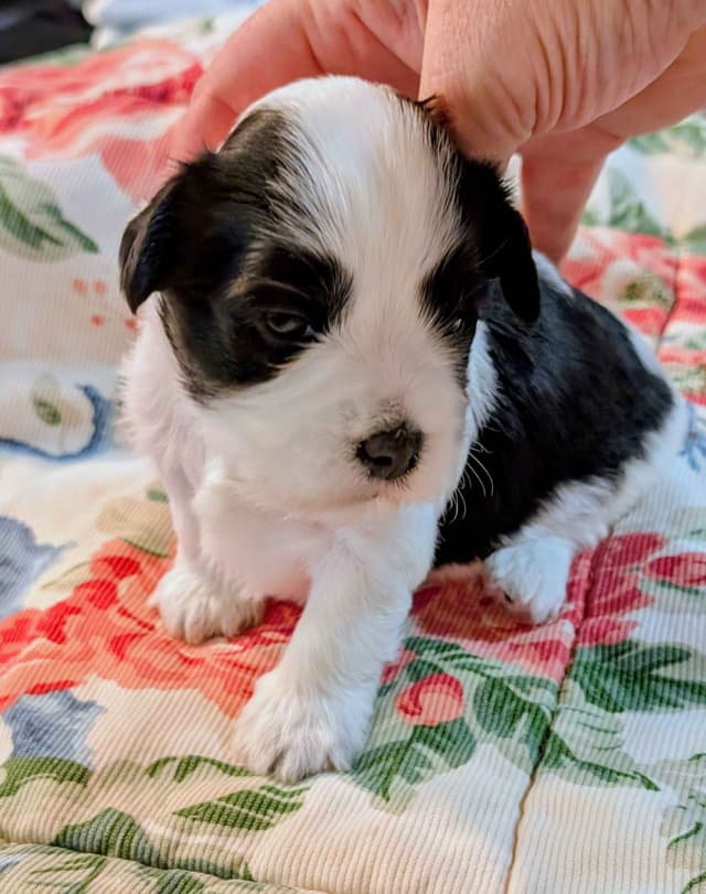 AKC Havanese Puppies - Champion lines - ready mid-August 2026 media 7