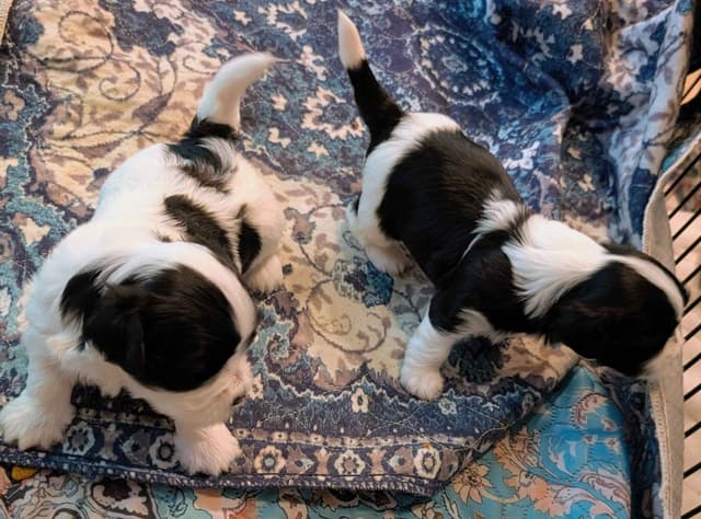 AKC Havanese Puppies - Champion lines - ready mid-August 2026 media 9