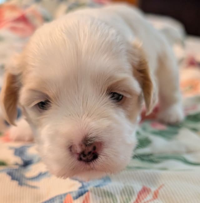 AKC Havanese Puppies - Champion lines - ready mid-August 2026 media 10
