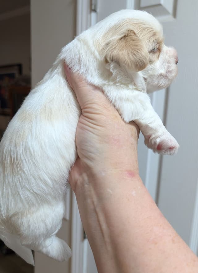 AKC Havanese Puppies - Champion lines - ready mid-August 2026 media 11