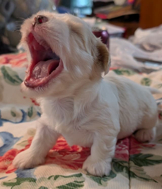 AKC Havanese Puppies - Champion lines - ready mid-August 2026 media 12