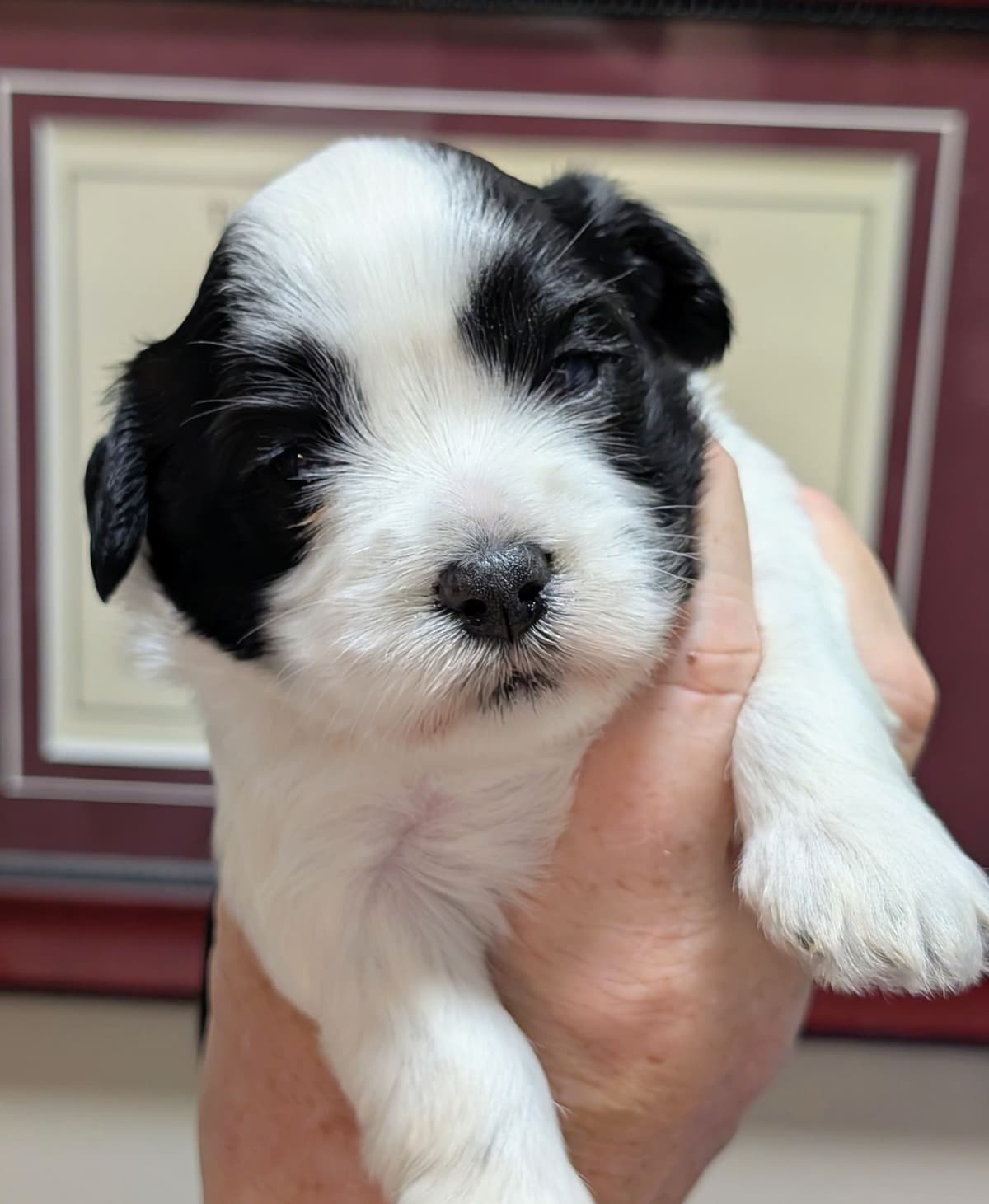 AKC Havanese Puppies - Champion lines - ready mid-August 2026 breeder image 6