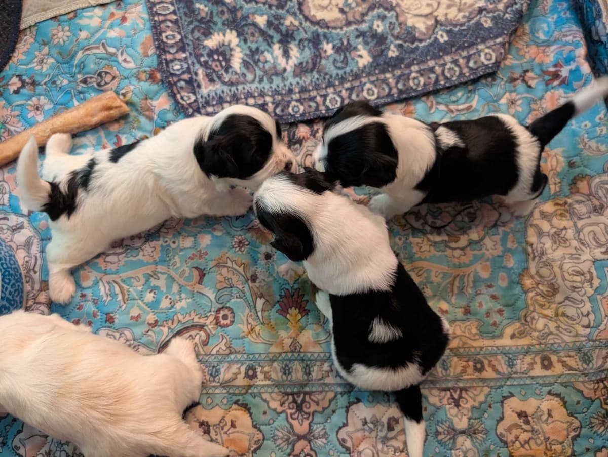 AKC Havanese Puppies - Champion lines - ready mid-August 2026 breeder image 7