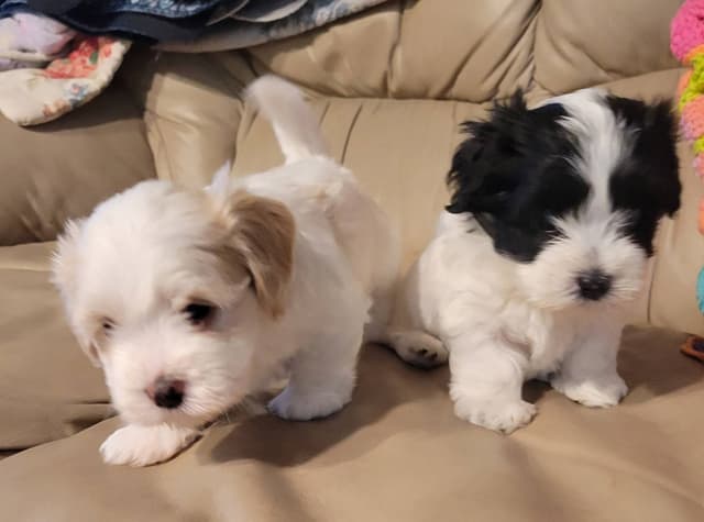 AKC Havanese Puppies - Champion lines - ready mid-August 2026 media 2
