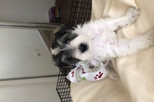 Miniature Schnauzer Puppies breeder image 3