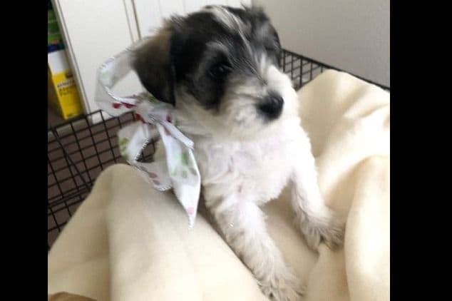 Miniature Schnauzer Puppies breeder image 4