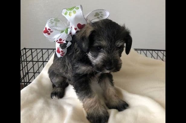 Miniature Schnauzer Puppies breeder image 5
