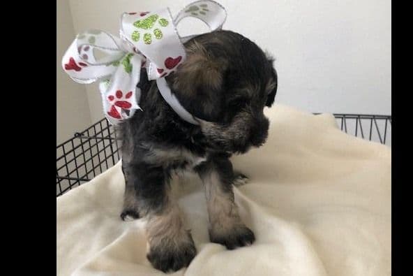 Miniature Schnauzer Puppies breeder image 6