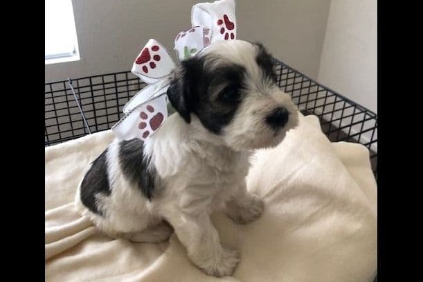 Miniature Schnauzer Puppies breeder image 7