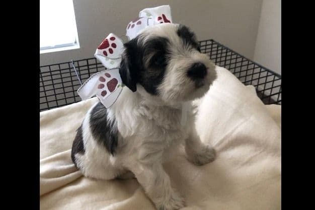Miniature Schnauzer Puppies breeder image 8