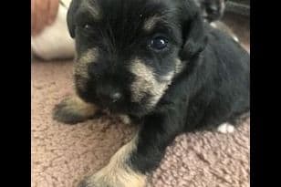 Miniature Schnauzer Puppies breeder image 11