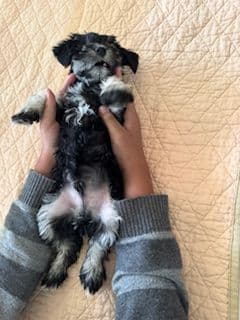 Miniature Schnauzer Puppies media 2