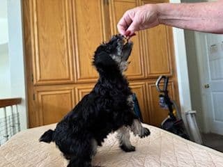 Miniature Schnauzer Puppies media 3