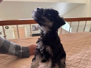 Miniature Schnauzer Puppies media 5