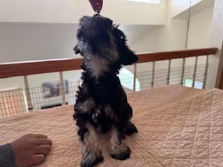 Miniature Schnauzer Puppies media 6