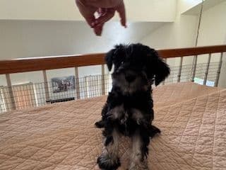Miniature Schnauzer Puppies media 7