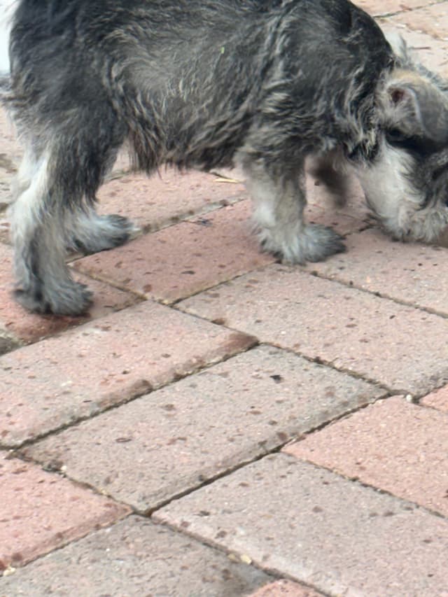 Miniature Schnauzer Puppies media 8
