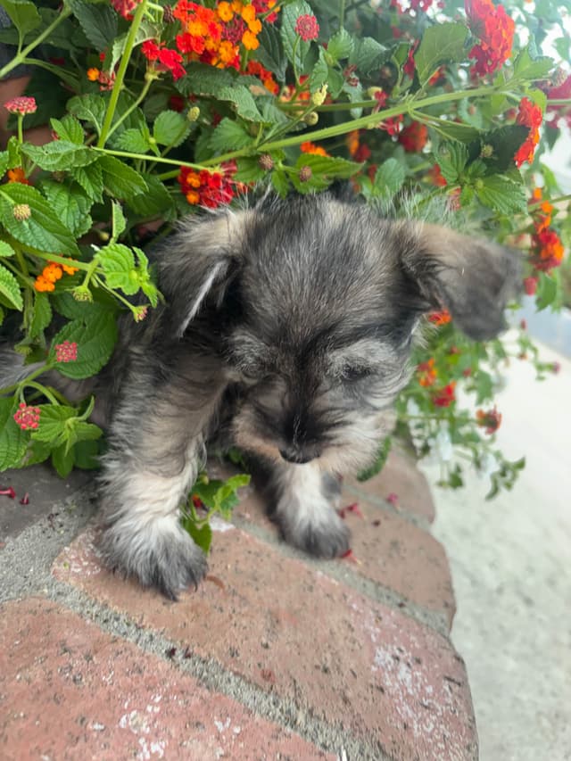 Miniature Schnauzer Puppies media 9
